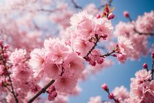 Cherry Blossom In Spring Sakura Flowers On Blue Sky Background