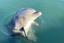 Fasilitas interaksi lumba-lumba terbesar di Jepang - Dolphin Farm Shimanami