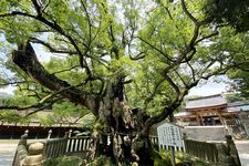 Kuil Oyamazumi Jinja