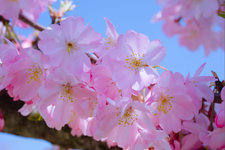 An image of &lsquo;Omoigawa&rsquo; cherry blossoms bloomed on the bank for the Omoigawa river at Shiozawa in Oyama, Tochigi, Japan in the middle of April, 2019.