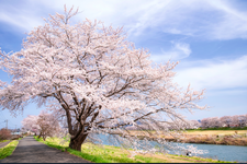 Cherry Blossom along Shiroishi River in Miyagi, Japan