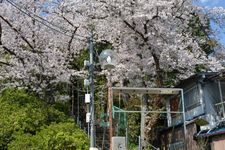 Di musim semi, pohon sakura tumbuh lebat di Kuil Amayukawata Jinja hingga membentuk terowongan bunga sakura di bagian tangganya.
