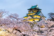 Kastil Osaka menyala, bunga sakura di depan kastil Osaka saat matahari terbenam, Jepang di musim semi di Osaka, Kansai di Jepang