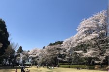 Taman Shiroyama Koen ini terletak di kastil klan Oyama yang berkembang pada Abad Pertengahan. Taman ini telah lama terkenal dengan bunga sakuranya. 
