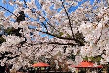 Pohon sakura Someiyoshino yang terpancar pada permukaan Kolam Hachiman pada siang hari dan diterangi oleh lentera pada malam hari.