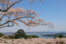 Taman ini terletak di atas bukit, dan dari observatorium, Kamu bisa melihat panorama Teluk Matsushima yang dipenuhi bunga sakura