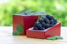 Bunch of black grapes in gift box on blur garden background, Fresh Kyoho Grape on gift box over natural farm background.