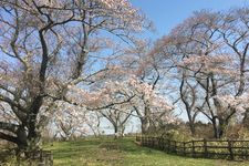 Pohon sakura Someiyoshino dan Higan-zakura bermekaran.