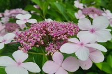 Salah satu jenis bunga Hydrangea.