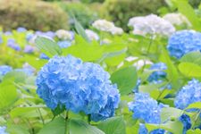 Bunga hortensia bermekaran di Tokyo, Jepang, pada Juni yang ditandai dengan musim hujan.