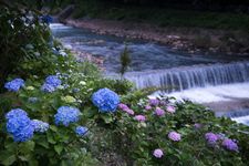 Tanggul Miyagino Hayakawa, taman bunga hortensia di Hakone, Jepang. (INSTAGRAM/HAKONE.IKACHAN via MEQQE BOOKS)