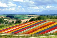 Perbukitan indah shikisai no oka di Furano, Hokkaido. (PHOTO-AC/芝芝)