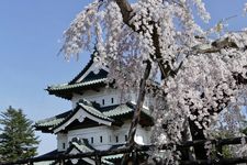 Kastil Hirosaki di Prefektur Aomori, Jepang. (KARAKSA MEDIA PARTNER)