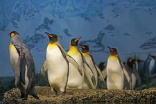 Ilustrasi penguin di kebun binatang laut. 