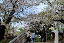 Taman bunga sakura di Jepang. (KARAKSA MEDIA PARTNER/ALIF)