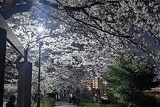 Taman penuh bunga sakura mekar saat musim sakura di Jepang. (KARAKSA MEDIA PARTNER/ALIF)