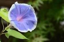 Bunga morning glory atau sri pagi, salah satu bunga musim panas di Jepang yang mekar pada Juli. (KARAKSA MEDIA PARTNER)