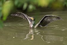 Ilustrasi burung kormoran berenang di sungai. 