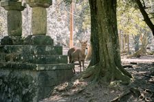 Rusa di Nara Park, Jepang. 