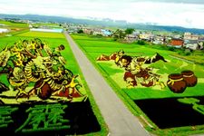 Tanbo art atau seni melukis sawah di Jepang. (KARAKSA MEDIA PARTNER)