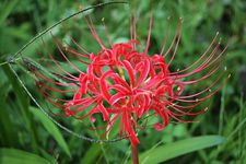 Bunga red spider lily atau higanbana di Jepang dikaitkan dengan hal mistis. (KARAKSA MEDIA PARTNER)