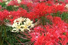 Bunga white spider lily di antara red spider lily. (KARAKSA MEDIA PARTNER)