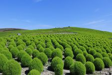 Bunga kochia hijau di Taman Hitachi Seaside atau Hitachi Seaside Park di Ibaraki, Jepang. (DOK. JNTO)