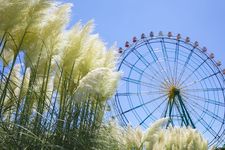 Rumput pampas di Taman Hitachi Seaside atau Hitachi Seaside Park di Ibaraki, Jepang. (DOK. JNTO)