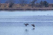 Yonago Waterbird Sanctuary di Prefektur Tottori, Jepang. (&copy;JNTO)