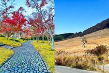 Tempat wisata musim gugur di Kota Hakone, Prefektur Kanagawa, Jepang. (MEQQE BOOK/IKA-CHAN)