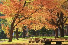 Maruyama Park di Sapporo dipe.nuhi daun musim gugur khas Jepang