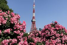 Tokyo Tower, bangunan ikonik di Tokyo, Jepang.