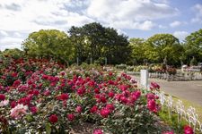 Tsuruma Rose Garden Park di Nagoya, Jepang.