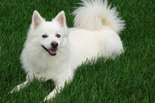 Ilustrasi - Japanese spitz 