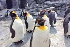 Sekumpulan penguin di Kebun Binatang Asahiyama,Hokkaido, Jepang.