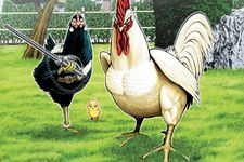 Manga Rooster Fighter menceritakan ayam jantan bernama Keiji yang punya kemampuan luar biasa untuk melawan monster.