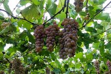 Prefektur Yamanashi merupakan penghasil anggur dan wine kualitas terbaik di Jepang.