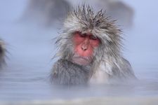 Monyet salju sedang berendam air panas di Jigokudani Monkey Park, Prefektur Nagano, Jepang.