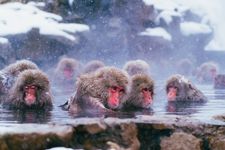 Monyet salju berendam di onsen Jigokudani Monkey Park, Prefektur Nagano, Jepang.