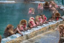 Monyet macaque Jepang (makaka) sedang berendam di pemandian air panas di Jigokudani Monkey Forest, Prefektur Nagano, Jepang.