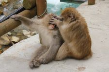 Interaksi anak monyet makaka di Jigokudani Monkey Park, Prefektur Nagano, Jepang. 