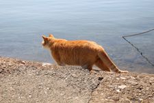 Seekor kucing oren melihat laut di Pulau Aoshima, Prefektur Ehime, Jepang.