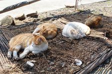 Kucing-kucing lucu di Pulau Aoshima, Prefektur Ehime, Jepang.