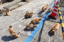 Pulau kucing Aoshima di Prefektur Ehime, Jepang. 