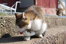 Kucing calico sedang grooming di Pulau Aoshima, Prefektur Ehime, Jepang.