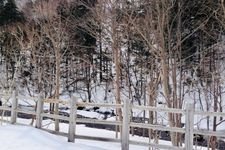 Hutan Sounkyo di  Hokkaido, Jepang.