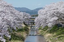 Bunga sakura diperkirakan mekar penuh di Jepang pada awal April sampai awal Mei 2025.