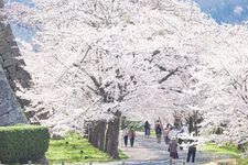 Taman bunga sakura di Kastil Tsuyama, Prefektur Okayama, Jepang.