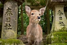 Rusa di Nara Park, Jepang.