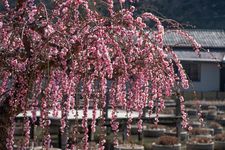 Bunga plum yang melambangkan ketahanan dan harapan ini mekar dari pertengahan Februari hingga akhir Maret.